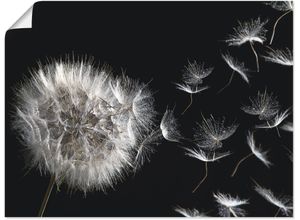 4062144602287 - Wandbild ARTLAND Pusteblume Bilder Gr B H 80 cm x 60 cm Poster Blumenbilder Querformat 1 St schwarz Kunstdrucke als Alubild Leinwandbild Wandaufkleber oder Poster in versch Größen 4062144602287 - Wandbild ARTLAND Pusteblume Bilder Gr B H 80 cm x 60 cm Poster Blumenbilder Querformat 1 St schwarz Kunstdrucke als Alubild Leinwandbild Wandaufkleber oder Poster in versch Größen