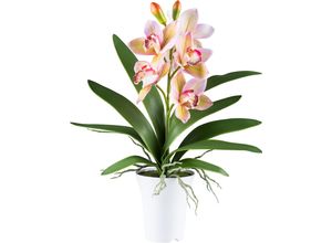 4064118241188 - Kunstorchidee CREATIV GREEN Orchidee Cymbidie grün H53cm Kunststoff Kunstpflanzen mit real-touch-Blüten 4064118241188 - Kunstorchidee CREATIV GREEN Orchidee Cymbidie grün H53cm Kunststoff Kunstpflanzen mit real-touch-Blüten