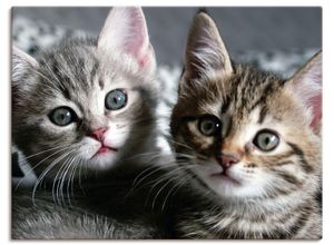 4062144533772 - Wandbild ARTLAND Katze Bilder Gr B H 40 cm x 30 cm Leinwandbild Haustiere Querformat 1 St grau Bild Leinwandbild Kunstdrucke Bilder als Alubild Leinwandbild Wandaufkleber oder Poster in versch Größen 4062144533772 - Wandbild ARTLAND Katze Bilder Gr B H 40 cm x 30 cm Leinwandbild Haustiere Querformat 1 St grau Bild Leinwandbild Kunstdrucke Bilder als Alubild Leinwandbild Wandaufkleber oder Poster in versch Größen