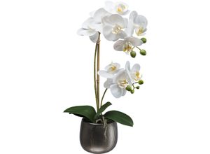 4064118240464 - Kunstorchidee CREATIV GREEN Orchidee Phalaenopsis weiß H48cm Kunststoff Kunstpflanzen mit real-touch-Blüten 4064118240464 - Kunstorchidee CREATIV GREEN Orchidee Phalaenopsis weiß H48cm Kunststoff Kunstpflanzen mit real-touch-Blüten