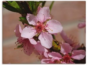 4055327323420 - Wandbild ARTLAND Rosafarbene Pfirsichblüten Bilder Gr B H 80 cm x 60 cm Leinwandbild Blumen 1 St pink Bild Kunstdruck Kunstdrucke Bilder als Leinwandbild Wandaufkleber oder Poster in versch Größen 4055327323420 - Wandbild ARTLAND Rosafarbene Pfirsichblüten Bilder Gr B H 80 cm x 60 cm Leinwandbild Blumen 1 St pink Bild Kunstdruck Kunstdrucke Bilder als Leinwandbild Wandaufkleber oder Poster in versch Größen