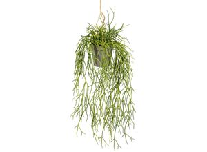 4064118137214 - Kunstranke CREATIV GREEN Rhipsalishänger Kunstpflanzen Gr B H L 12 cm x 60 cm x 12 cm 1 St grau Kunst-Ranken 4064118137214 - Kunstranke CREATIV GREEN Rhipsalishänger Kunstpflanzen Gr B H L 12 cm x 60 cm x 12 cm 1 St grau Kunst-Ranken