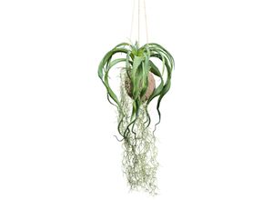 4064118181293 - Kunstranke CREATIV GREEN Tillandsia Xerographica grün H63cm Kunstpflanzen in natürlicher Kokosschale 4064118181293 - Kunstranke CREATIV GREEN Tillandsia Xerographica grün H63cm Kunstpflanzen in natürlicher Kokosschale