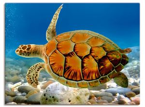 4055327637428 - Wandbild ARTLAND Schildkröte Bilder Gr B H 80 cm x 60 cm Leinwandbild Wassertiere Querformat 1 St blau Bild Poster Bilder als Alubild Leinwandbild Wandaufkleber oder in versch Größen 4055327637428 - Wandbild ARTLAND Schildkröte Bilder Gr B H 80 cm x 60 cm Leinwandbild Wassertiere Querformat 1 St blau Bild Poster Bilder als Alubild Leinwandbild Wandaufkleber oder in versch Größen