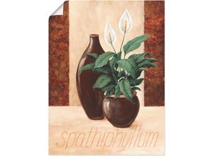 4055327285803 - Wandbild ARTLAND Spathiphyllum - Einblatt Bilder Gr B H 30 cm x 40 cm Poster Pflanzenbilder Hochformat 1 St beige (naturfarben) Kunstdrucke als Alubild Leinwandbild Wandaufkleber oder Poster in versch Größen 4055327285803 - Wandbild ARTLAND Spathiphyllum - Einblatt Bilder Gr B H 30 cm x 40 cm Poster Pflanzenbilder Hochformat 1 St beige (naturfarben) Kunstdrucke als Alubild Leinwandbild Wandaufkleber oder Poster in versch Größen