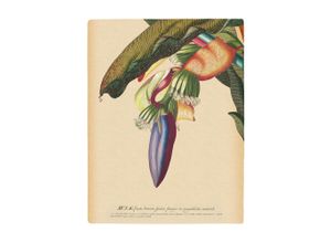 4055065178191 - Bild KOMAR Banana Heart bunt (farbe bild(er) bunt) B40cm H50cm Papier Holz Bilder Wandbild zur Dekoration - ohne Rahmen