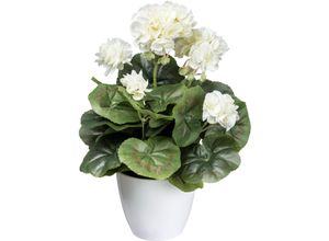 4064118144403 - Kunstblume CREATIV GREEN Mohn Kunstpflanzen Gr Ø H 20 cm x 34 cm 1 St beige (creme) Kunst-Blumen mit dekorativer Blüte 4064118144403 - Kunstblume CREATIV GREEN Mohn Kunstpflanzen Gr Ø H 20 cm x 34 cm 1 St beige (creme) Kunst-Blumen mit dekorativer Blüte