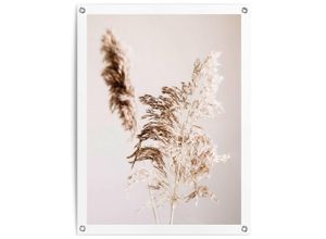 8714597638547 - Poster REINDERS Pampasgras beige (farbe bild(er) beige) B60cm H80cm T01cm Leinwand Bilder Outdoor für Garten oder Balkon