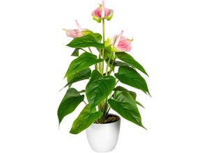 4064118840343 - Kunstpflanze MY HOME Haune Kunstpflanzen Gr B H 16 cm x 40 cm 1 St rosa Künstliche Zimmerpflanze Zimmerpflanzen im Topf