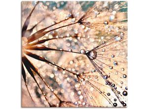 4057738609261 - Wandbild ARTLAND Pusteblume - Kisses from rain Bilder Gr B H 40 cm x 40 cm Leinwandbild Blumen 1 St weiß Bild Kunstdruck Kunstdrucke Bilder als Alubild Leinwandbild Wandaufkleber oder Poster in versch Größen
