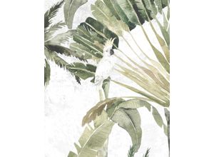 4055065179709 - Bild KOMAR Oiseau Cacadoo bunt (farbe bild(er) bunt) B40cm H50cm Papier Holz Bilder Wandbild zur Dekoration - ohne Rahmen