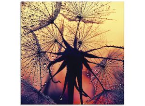 4059745192545 - Glasbild ARTLAND Pusteblume im Sonnenuntergang Bilder Gr B H 50 cm x 50 cm Glasbild Blumen quadratisch 1 St rot Bild Glasbild Glasbilder Bilder in verschiedenen Größen 4059745192545 - Glasbild ARTLAND Pusteblume im Sonnenuntergang Bilder Gr B H 50 cm x 50 cm Glasbild Blumen quadratisch 1 St rot Bild Glasbild Glasbilder Bilder in verschiedenen Größen