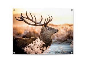 8714597638776 - Poster REINDERS Hirsch braun (farbe bild(er) braun) B80cm H60cm T01cm Leinwand Bilder Outdoor für Garten oder Balkon