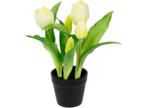 4019844805272 - Kunstblume IGEA Tulpen beige (creme) B20cm H22cm L20cm Polyester Kunstpflanzen 4019844805272 - Kunstblume IGEA Tulpen beige (creme) B20cm H22cm L20cm Polyester Kunstpflanzen