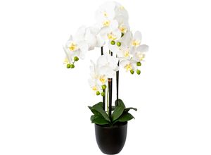4064118137931 - Kunstorchidee CREATIV GREEN Phalaenopsis im Resintopf weiß H69cm Obermaterial 100% Polyethylen Kunstpflanzen mit Real-Touch-Blüten 4064118137931 - Kunstorchidee CREATIV GREEN Phalaenopsis im Resintopf weiß H69cm Obermaterial 100% Polyethylen Kunstpflanzen mit Real-Touch-Blüten