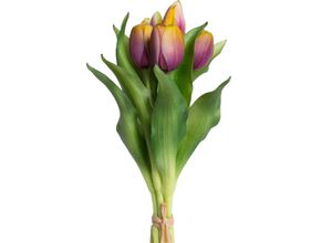 4260600493923 - Kunstblume BOTANIC-HAUS Willa Kunstpflanzen Gr B H 16 cm x 32 cm 7 St bunt (mauve gelb) Kunst-Blumen Tulpenbündel im 7er-Set 4260600493923 - Kunstblume BOTANIC-HAUS Willa Kunstpflanzen Gr B H 16 cm x 32 cm 7 St bunt (mauve gelb) Kunst-Blumen Tulpenbündel im 7er-Set