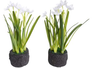 8505459205508 - Kunstblume BOTANIC-HAUS Narzissen Arrangement im Erdballen Kunstpflanzen Gr Ø H 11 cm x 22 cm 2 St weiß Kunst-Blumen 8505459205508 - Kunstblume BOTANIC-HAUS Narzissen Arrangement im Erdballen Kunstpflanzen Gr Ø H 11 cm x 22 cm 2 St weiß Kunst-Blumen