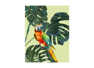 4055065179044 - Bild KOMAR Green-Winged Macaw bunt (farbe bild(er) bunt) B40cm H50cm Papier Holz Bilder Wandbild zur Dekoration - ohne Rahmen 4055065179044 - Bild KOMAR Green-Winged Macaw bunt (farbe bild(er) bunt) B40cm H50cm Papier Holz Bilder Wandbild zur Dekoration - ohne Rahmen