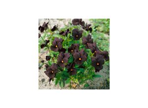 4063654314714 - Viola cornuta Molly Sanderson Hornveilchen schwarzviolett ca 9x9 cm Topf