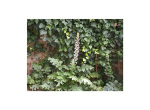 4063654255499 - Acanthus mollis Bärenklau ca 11x11 cm Topf dekorativ 4063654255499 - Acanthus mollis Bärenklau ca 11x11 cm Topf dekorativ