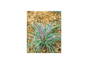 4063654303220 - Liriope spicata Lilientraube immergrün ca 9x9 cm Topf 4063654303220 - Liriope spicata Lilientraube immergrün ca 9x9 cm Topf