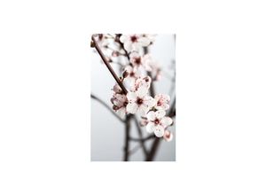 4063654815273 - Prunus cistena Blutpflaume dunkelrot 60–80 cm 4063654815273 - Prunus cistena Blutpflaume dunkelrot 60–80 cm