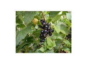 4063654239154 - Ribes nigrum Titania Schwarze Johannisbeere 90 cm Stammhöhe 4063654239154 - Ribes nigrum Titania Schwarze Johannisbeere 90 cm Stammhöhe
