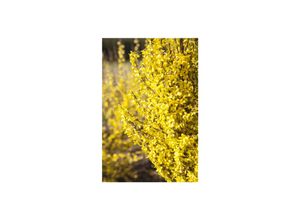 4063654818885 - Forsythia Week-End -R- Forsythie leuchtend gelb 60–100 cm 4063654818885 - Forsythia Week-End -R- Forsythie leuchtend gelb 60–100 cm