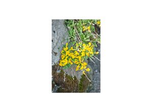 4063654850380 - Chamaecytisus ratisbonensis Regensburger Ginster gelb 20–30 cm