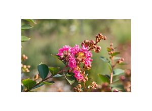 4063654841913 - Lagerstroemia indica Petite Pink Indischer Flieder rosa 40–60 cm 4063654841913 - Lagerstroemia indica Petite Pink Indischer Flieder rosa 40–60 cm