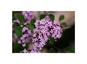 4063654827085 - Syringa meyeri Red Pixie Zwergflieder rot 125 cm Stammhöhe 4063654827085 - Syringa meyeri Red Pixie Zwergflieder rot 125 cm Stammhöhe
