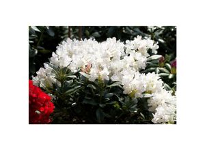 4063654073666 - Rhododendron Cunninghams White weiß 30–40 cm INKARHO