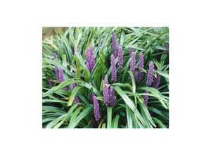 4063654303190 - Liriope muscari Ingwersen Lilientraube immergrün ca 9x9 cm Topf 4063654303190 - Liriope muscari Ingwersen Lilientraube immergrün ca 9x9 cm Topf