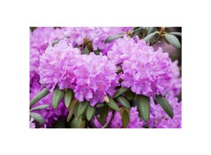 4063654087335 - Rhododendron Roseum Elegans rosa Blüten 40–50 cm 4063654087335 - Rhododendron Roseum Elegans rosa Blüten 40–50 cm
