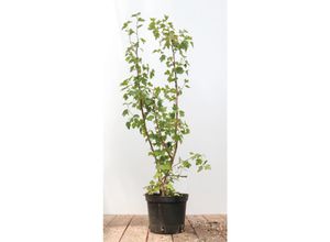 4063654339588 - Ribes alpinum Schmidt Alpen-Johannisbeere 40–60 cm kompakt