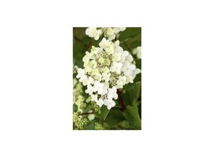 4063654347576 - Hydrangea paniculata Vanille-Fraise Rispenhortensie zweifarbig 40–60 cm