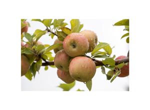 4063654281511 - Malus Goldparmäne Apfelbaum 150–200 cm aromatisch