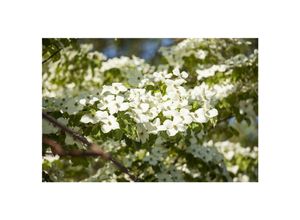 4063654812548 - Cornus florida Blumen-Hartriegel 40–60 cm weiße Blüten