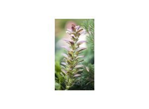 4063654255482 - Acanthus hungaricus Bärenklau ca 9x9 cm Topf dekorativ 4063654255482 - Acanthus hungaricus Bärenklau ca 9x9 cm Topf dekorativ