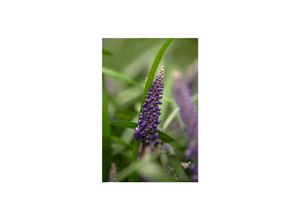 4063654303213 - Liriope muscari Royal Purple lilafarben ca 9x9 cm Topf 4063654303213 - Liriope muscari Royal Purple lilafarben ca 9x9 cm Topf