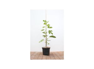 4063654101017 - Ficus carica Feige 100–125 cm essbare Früchte