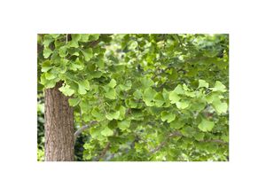 4063654322474 - Ginkgo biloba Fächerblattbaum 125–150 cm 4063654322474 - Ginkgo biloba Fächerblattbaum 125–150 cm
