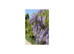 4063654227465 - Wisteria floribunda Japanische Blauregen 60–100 cm