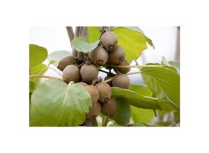 4063654234555 - Actinidia chinensis Jenny Kiwi selbstfruchtend 40–60 cm 4063654234555 - Actinidia chinensis Jenny Kiwi selbstfruchtend 40–60 cm