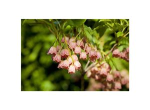 4063654248941 - Enkianthus campanulatus Japanischer Fächerstrauch 60–80 cm
