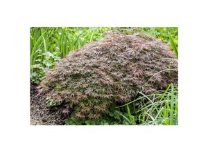 4063654001478 - Acer palmatum Dissectum Garnet Japanischer Ahorn rotlaubig 60 cm Stammhöhe 4063654001478 - Acer palmatum Dissectum Garnet Japanischer Ahorn rotlaubig 60 cm Stammhöhe