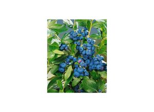 4063654848912 - Vaccinium corymbosum Patriot Heidelbeere 40–60 cm ertragreich 4063654848912 - Vaccinium corymbosum Patriot Heidelbeere 40–60 cm ertragreich