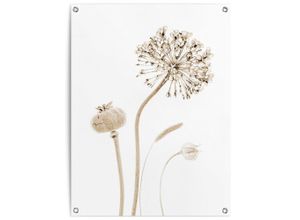 8714597638523 - Poster REINDERS Trockenblumen beige (farbe bild(er) beige) B60cm H80cm T01cm Leinwand Bilder Outdoor für Garten oder Balkon