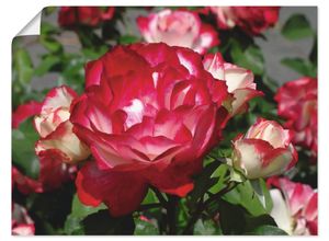 4059745692694 - Wandbild ARTLAND Rot weiße Rosenblüte Bilder Gr B H 40 cm x 30 cm Poster Blumen Querformat 1 St beige (naturfarben) Bild Poster Bilder als Alubild Leinwandbild Wandaufkleber oder in versch Größen
