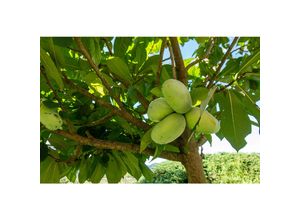 4251740124198 - Indianerbanane 180 cm Asimina triloba Sunflower Papau Pawpaw winterhart 4251740124198 - Indianerbanane 180 cm Asimina triloba Sunflower Papau Pawpaw winterhart